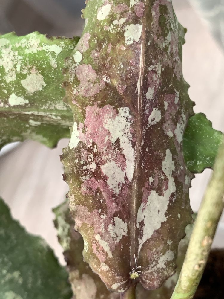 Хойя Undulata Hoya