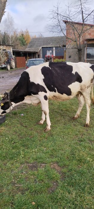 Krowa mleczna 3 Lata