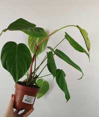 Philodendron Filodendron Grandipes 45 cm