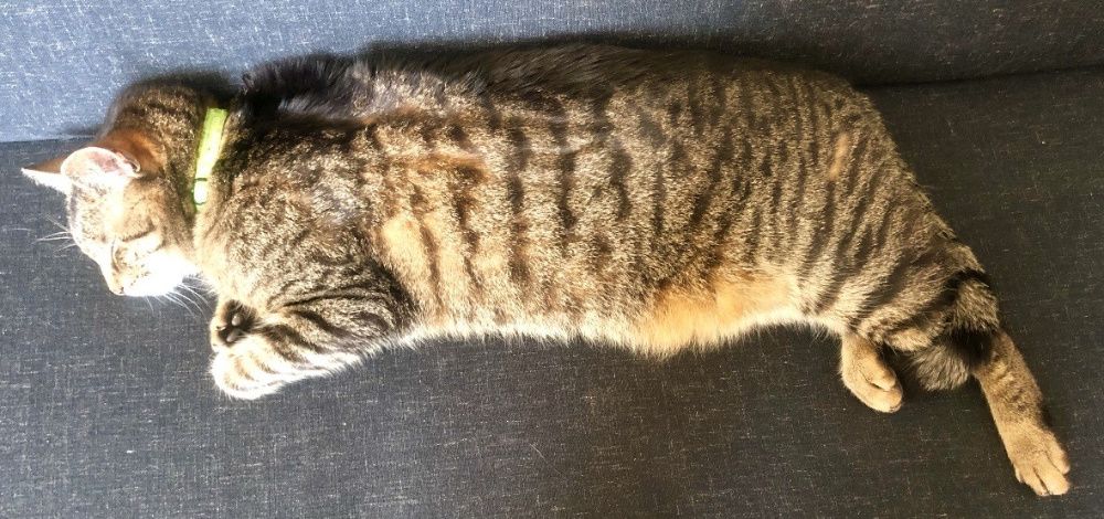 Nadal szukamy Kitka! Nagroda za pomoc!