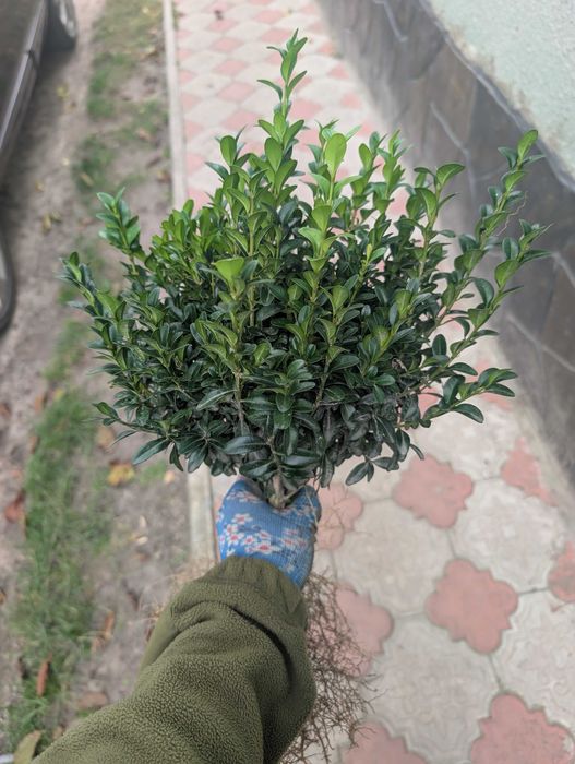 Ялівець Блю Ероу. Кипарис. ТУЯ МІККІ. Вічнозелені рослини. Туя Самшит