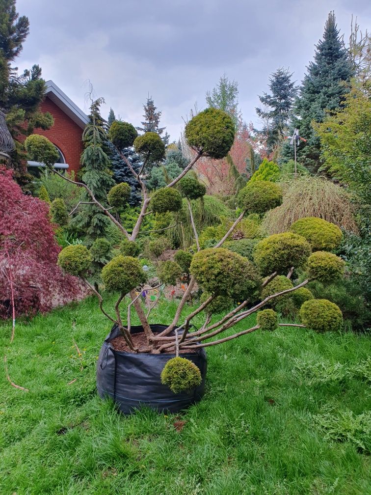 Bonsai niwaki sosna czarna piękny