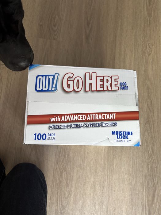 Tapetes absorventes para cao