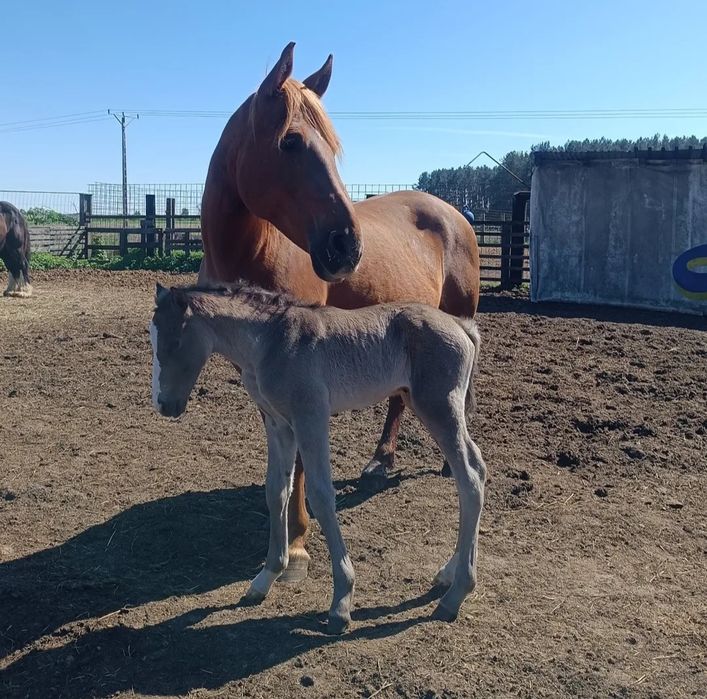 Fly To The Blue  3/4  klacz american paint horse quarter horse