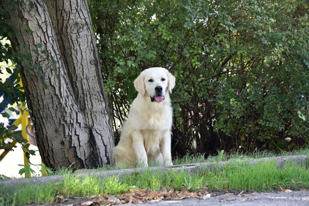Продаеться мальчик голден