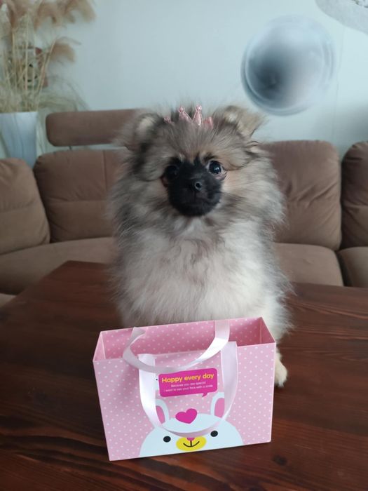Pomeranian Szpic Miniaturowy