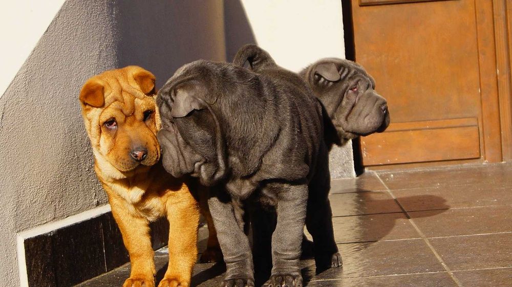 Filo,Shar Pei, blue samiec z rodowodem, rodzice importy FCI