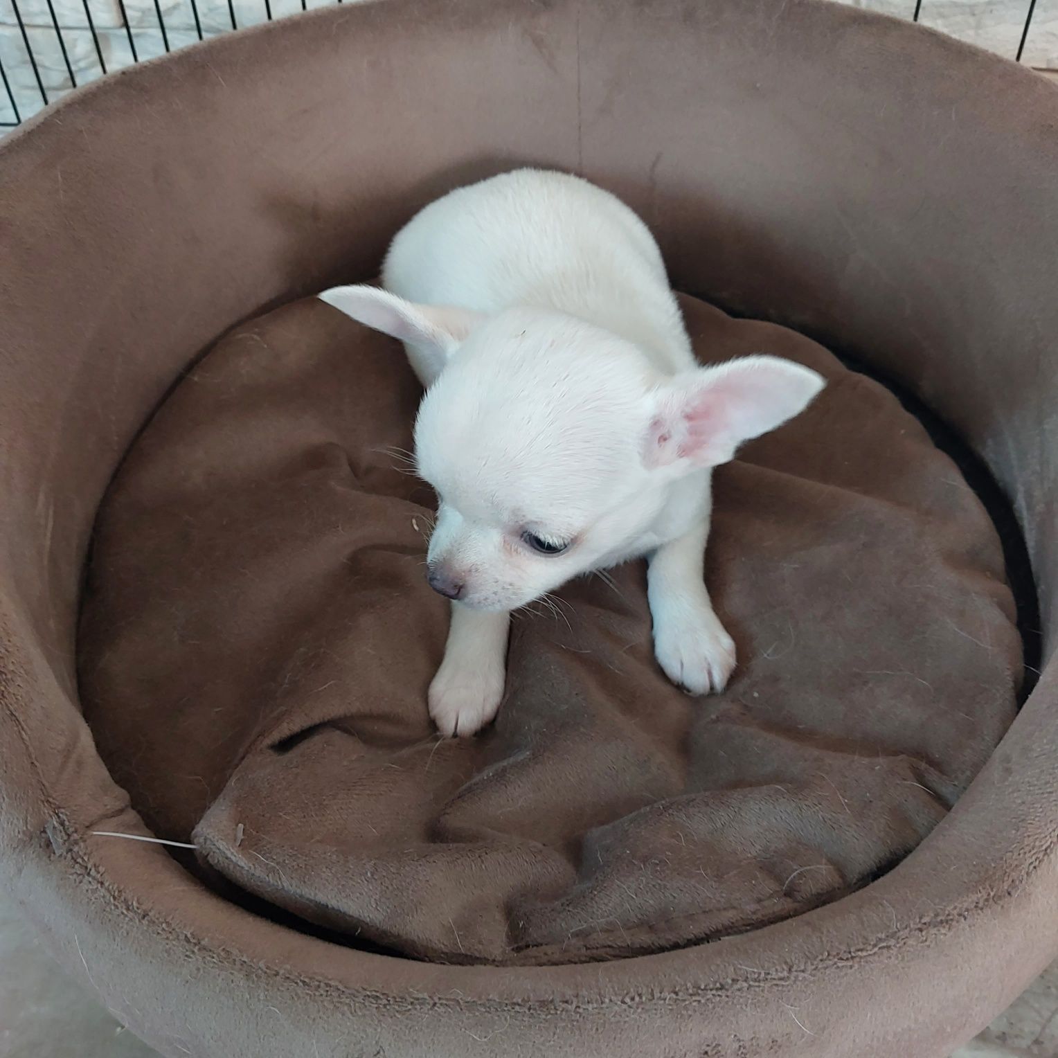Śliczna suczka chihuahua z rodowodem