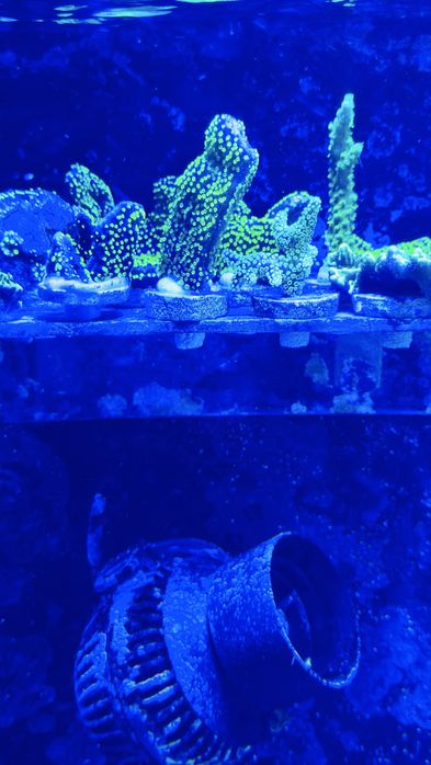 Montipora Star Wars koralowiec akwarium morskie
