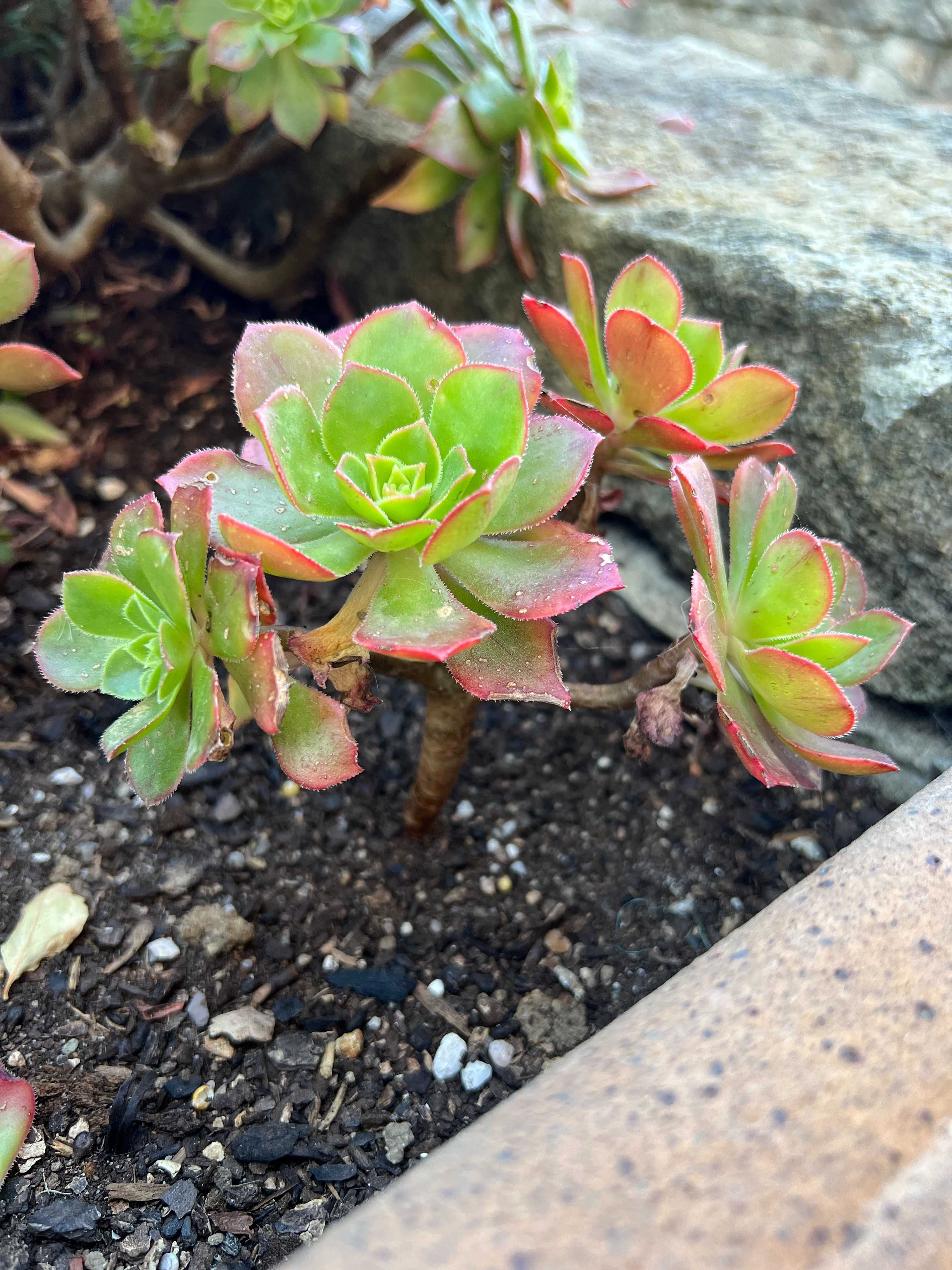 Suculenta Aeonium Gorgoneum