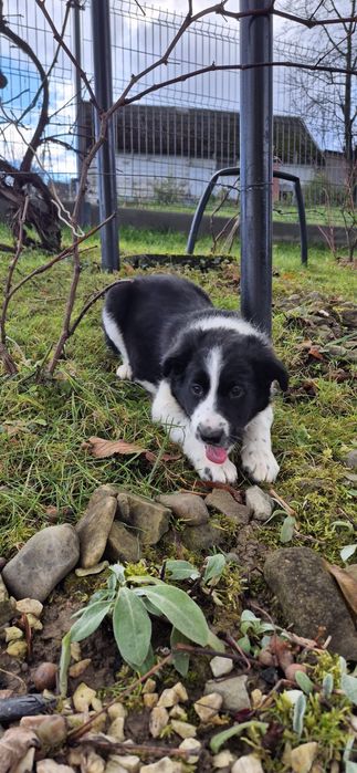 Sprzedam suczkę Border collie