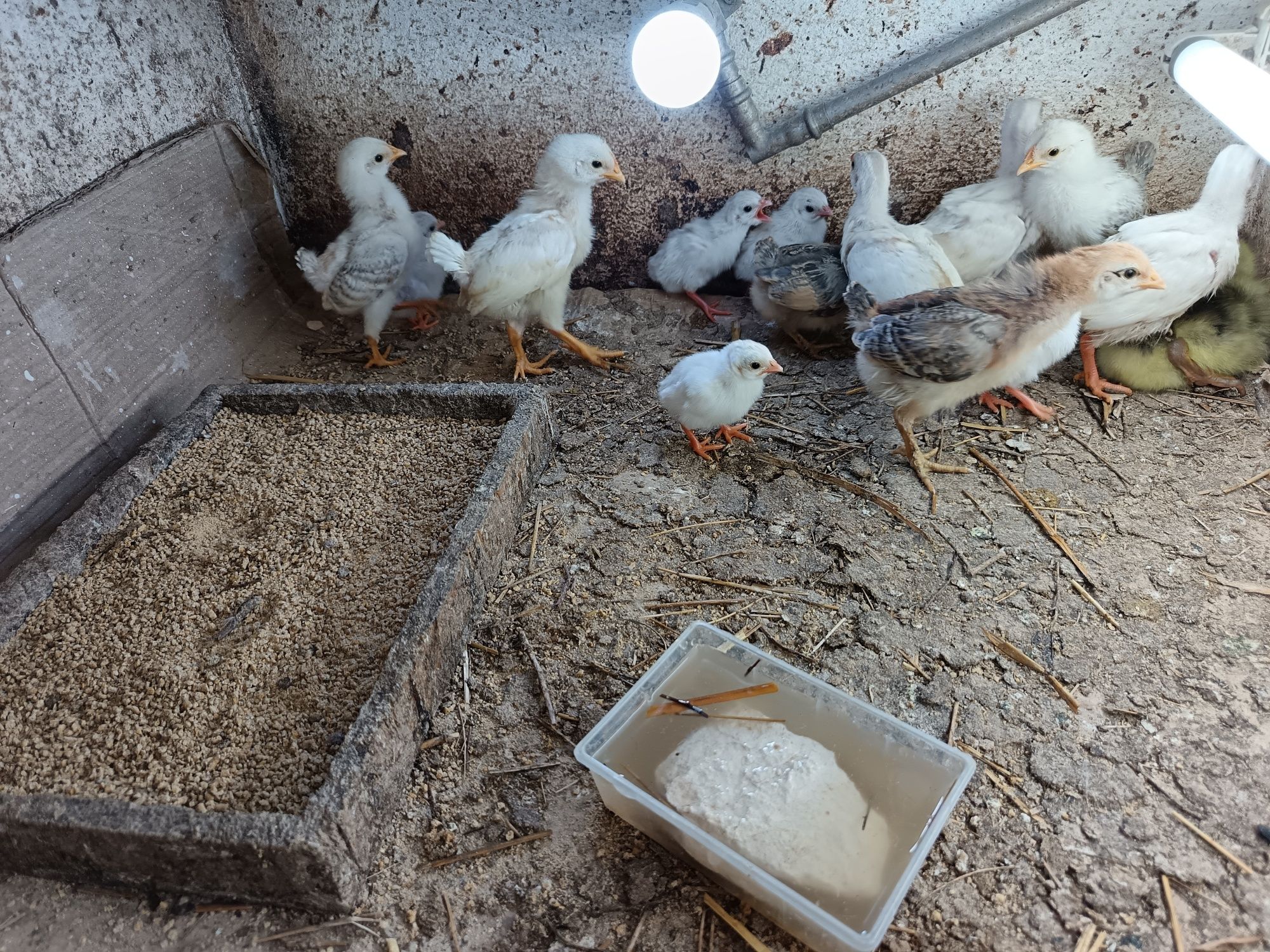 Vendo ovos de fracas brancas /  cocós  novas