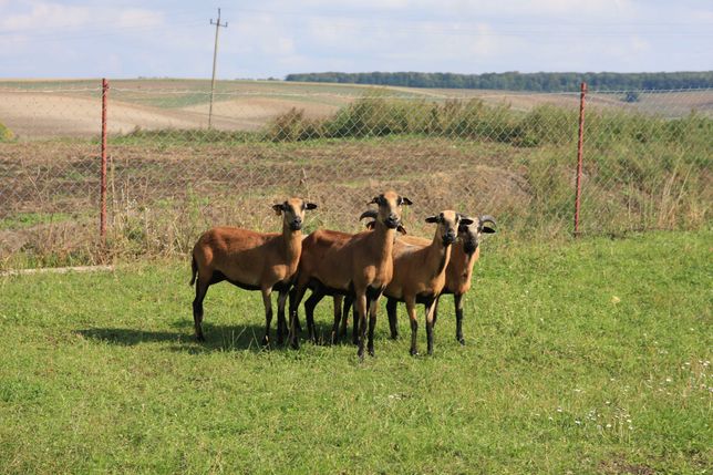 Owce kameruńskie 350zł  ,  Owce wrzosówki i białe 350 zł
