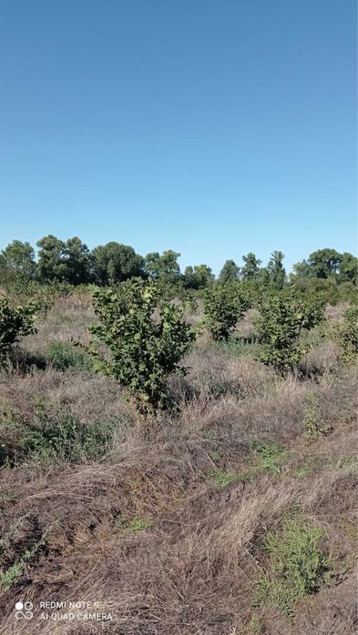 Продам сад фундука з земельною ділянкою