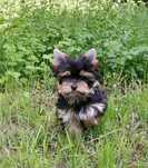 Yorkshire terrier rodowód ZHPR UCI piesek