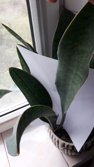 Сансевиерия муншайн сильвер мун, аубрутиана