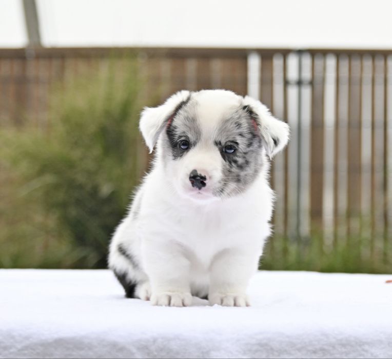 Welsh Corgi Cardugan