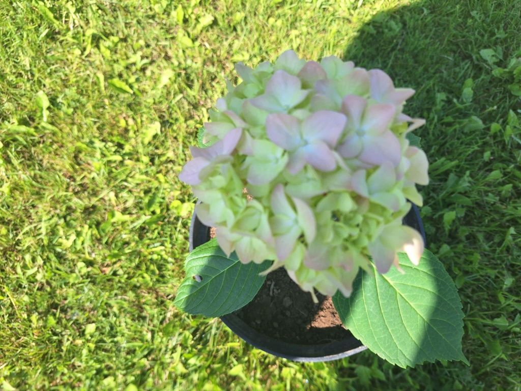 Hortensja Ogrodowa