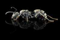 Mrówki Polyrhachis dives, egzotyczne, prządki, dla początkujacych