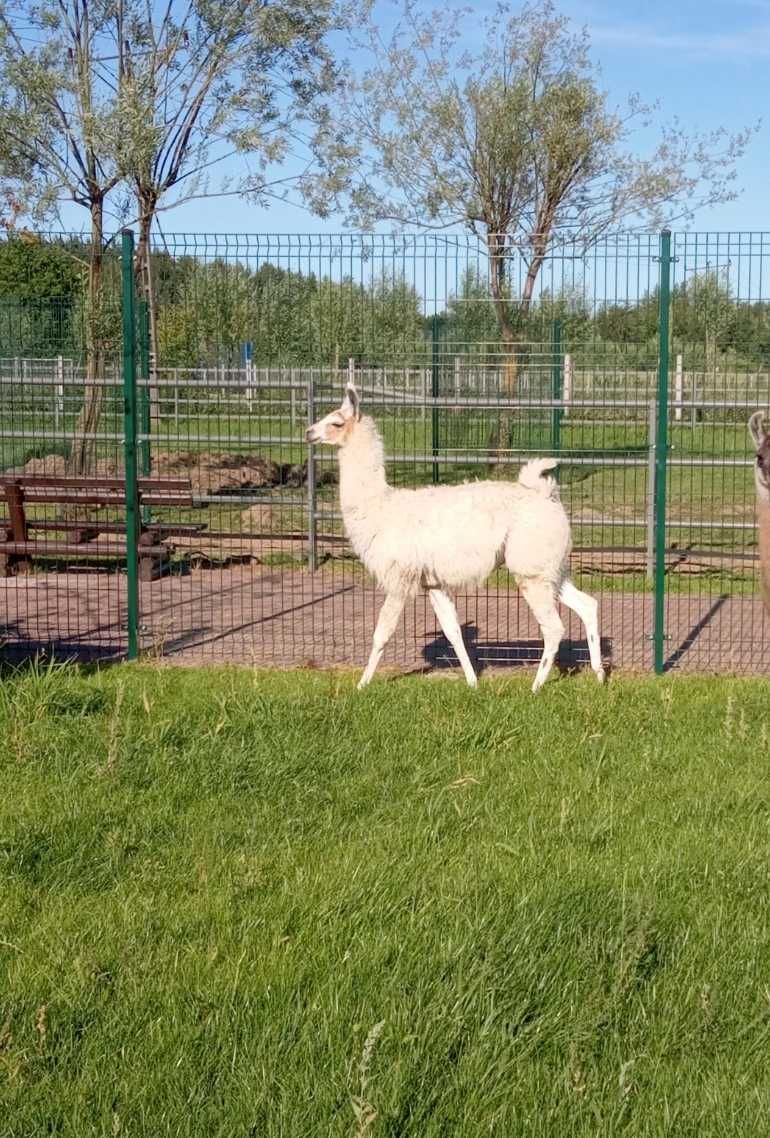 lama samiec sprzedam