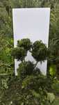 Ogrodowe Bonsai Iglaki Formowane