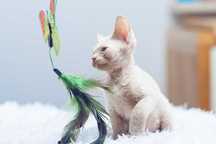 Devon Rex liliowy chłopiec