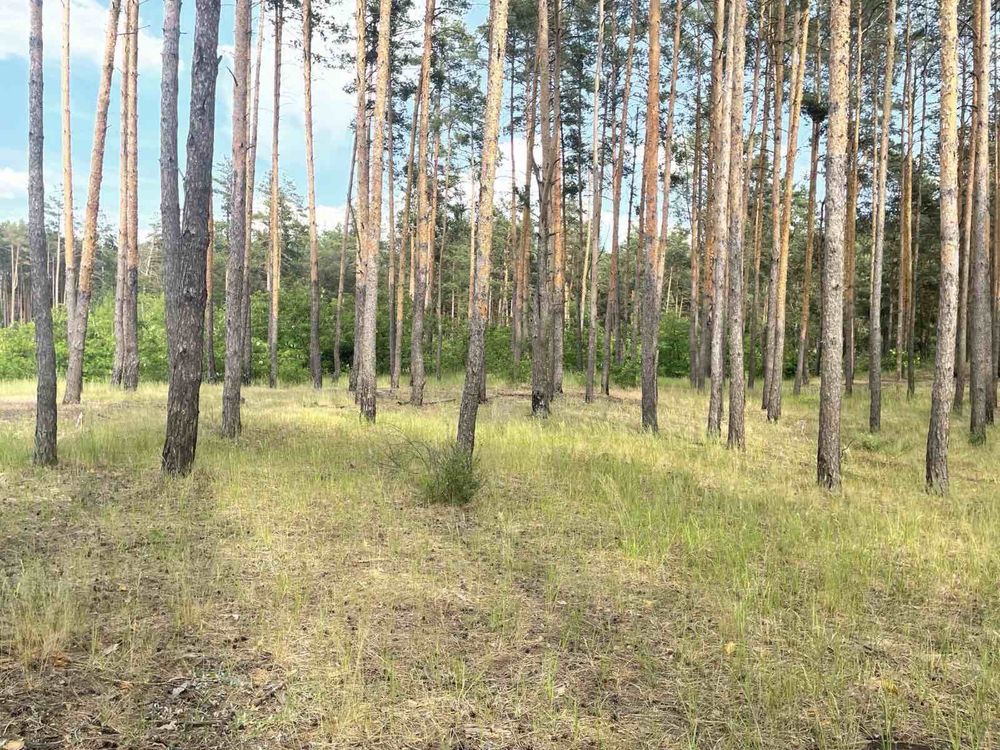 Ділянка 50 соток у лісі. Вишеньки, Осокорки, ліс Дніпро