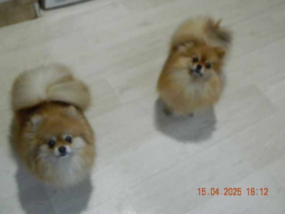 Померанские шпицы