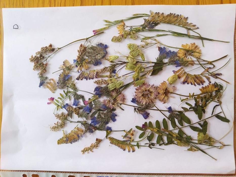 Suszone kwiaty trawy DIY