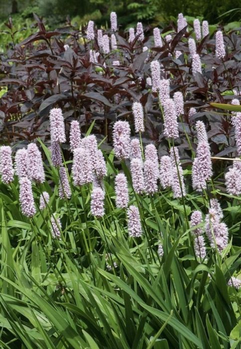 Rdest wężownik bylina C2 wyprzedaż