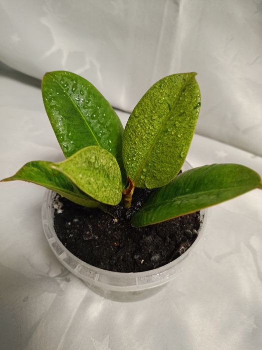 Фікус Ширивриана.