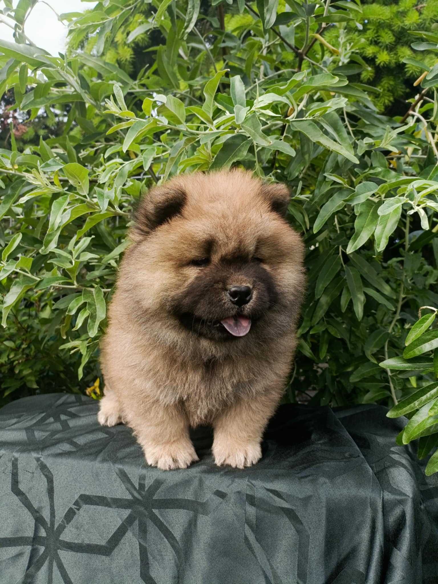 Wzorcowy Chow Chow Czał Czał piękny exterrier rodzice FCI
