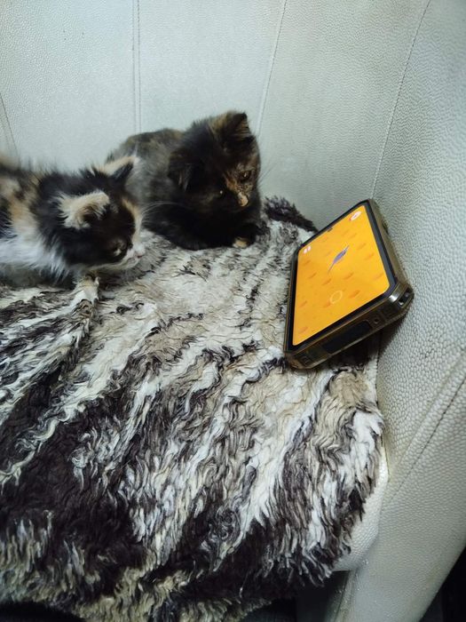 Отдам красивых котят.