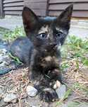 Кошечка Кошка Киця Котята Красивые Игривые