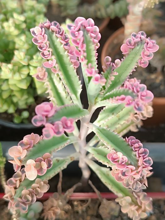 Каланхое"рожеві метелики" (розовые бабочки)pink butterflies 20-50грн