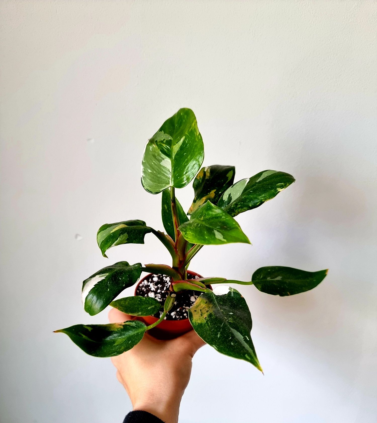 Philodendron Princess White