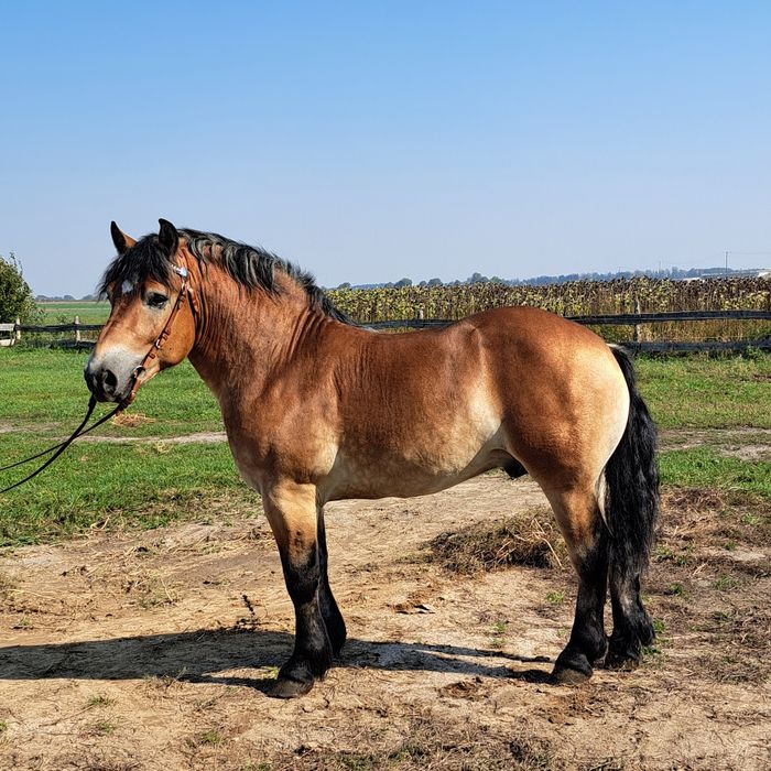 Ogiery zimnokrwiste w typie sokólskim