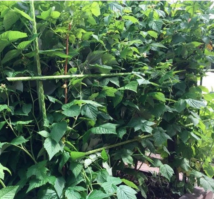 Арматура 7мм Композитна Стеклопластикова . Дуги, стержни для растений