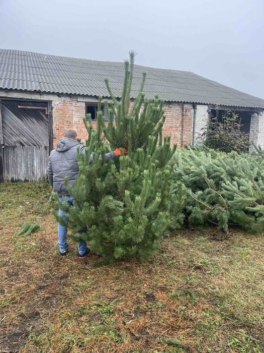 Продам новорічну Сосну (ялинку)опт