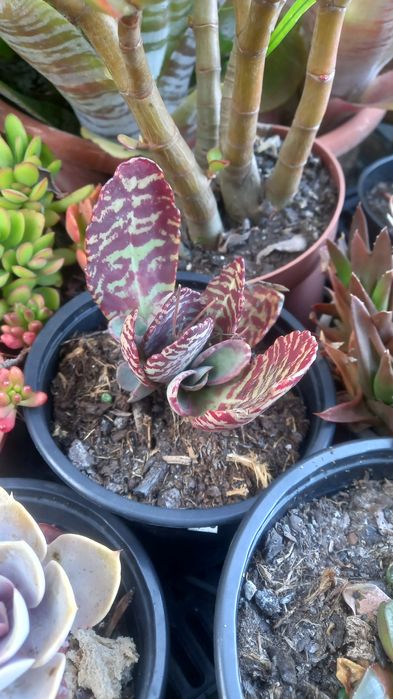 Suculentas baratas