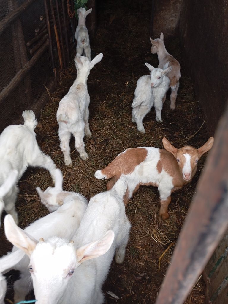 Cabritos e cabras variados
