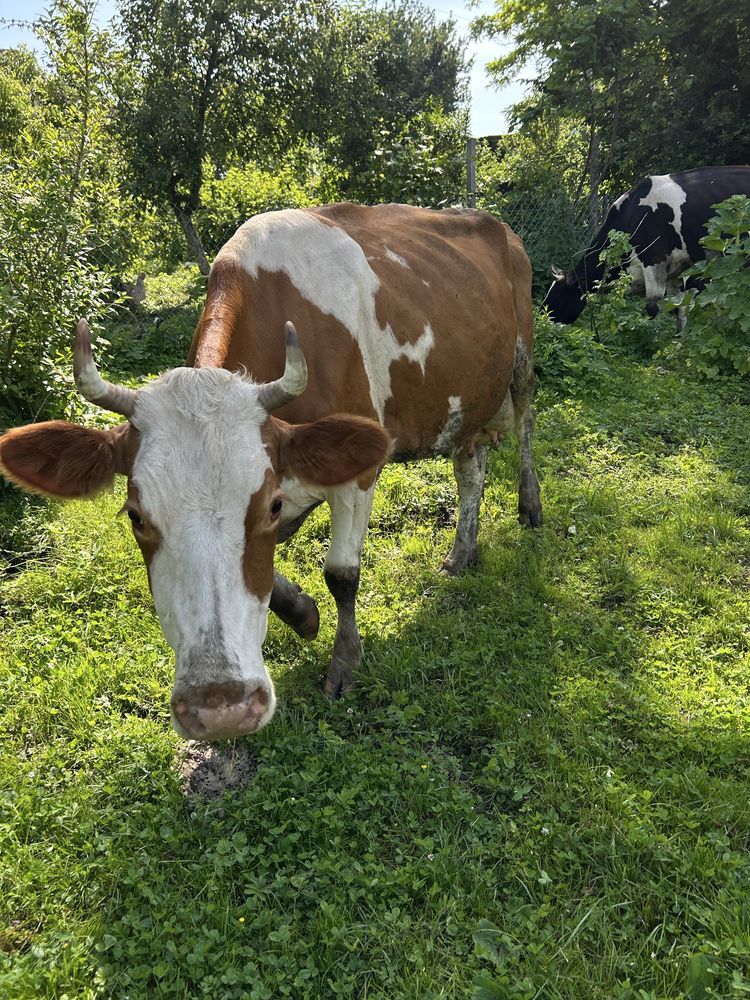 Корова продається корова