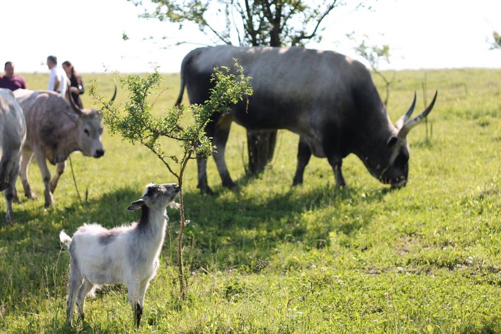 Продам бика угорськоі сіроі корови