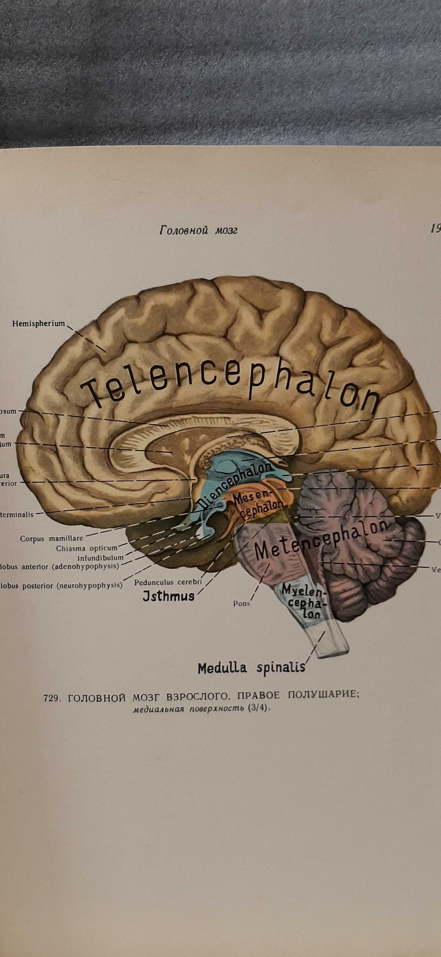 Sinelnikov Atlas anatomiczny l-lll t. 1963r.