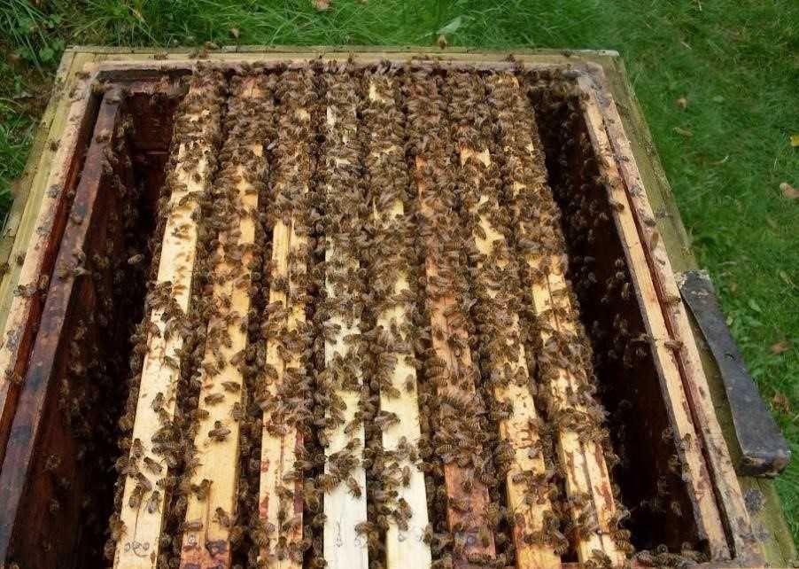 rodziny pszczele odkłady