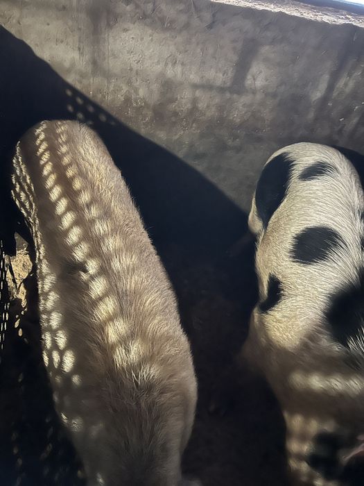 Продам свиней годованих натуральними кормами 100%