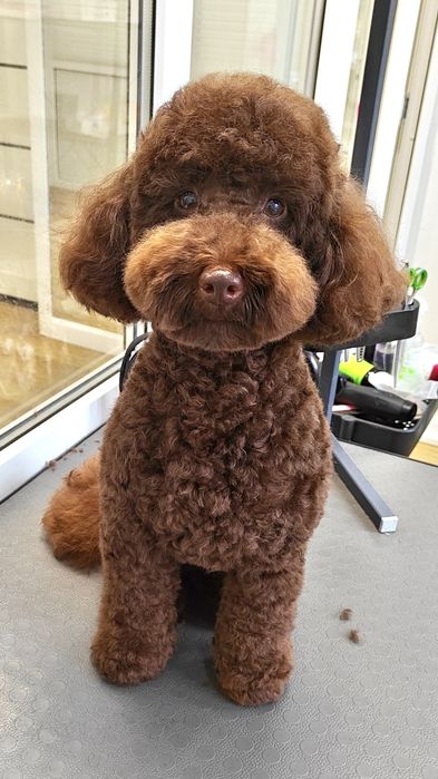 Грумінг. Послуги грумера, стрижка та експрес-лінька собак.