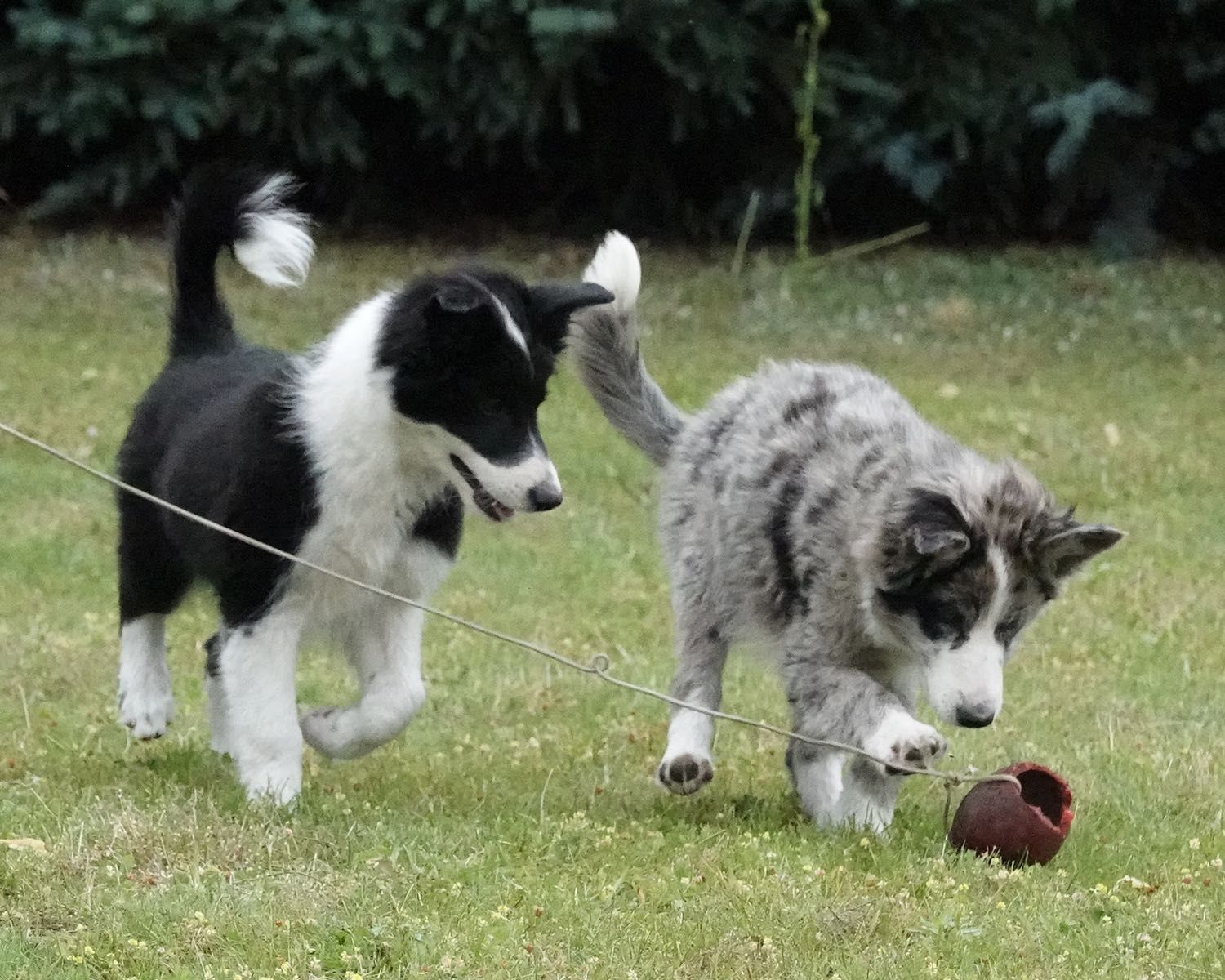 Border Collie piesek czarno-biały, 4 miesiące
