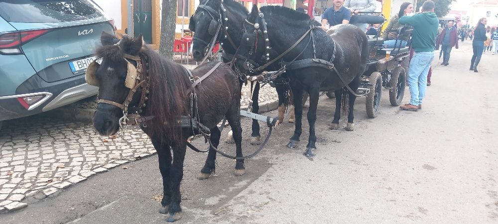 Ponei Preto bem engatado e bem montado  mansinho