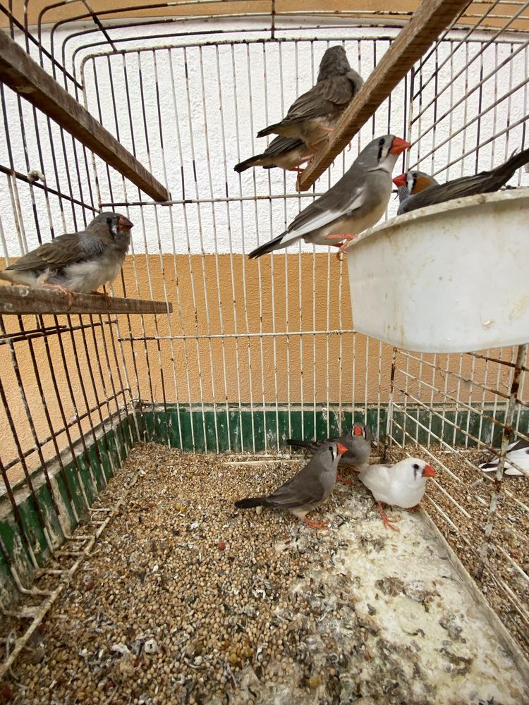 Vendo Mandarins